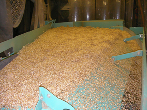 Cleaning grain