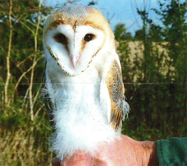 Owl Sept 14